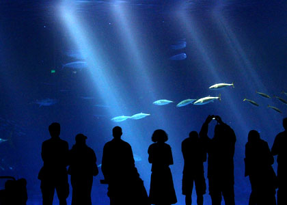 Webcams Aquariums