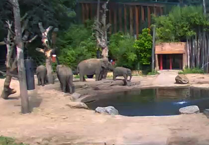 Éléphants au zoo d'Amersfoort