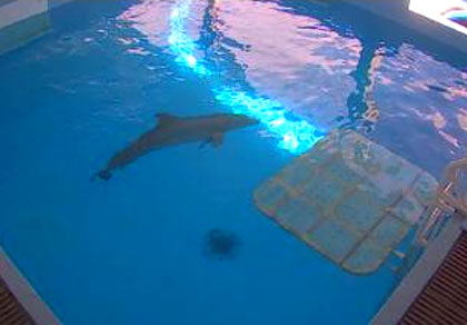Hôpital pour dauphins en Floride