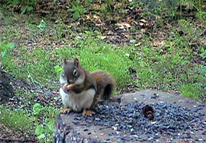 Webcam écureuils roux américains