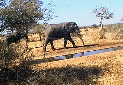 Le parc national Kruger en Afrique du Sud
