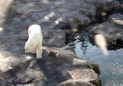 Ours polaires au zoo d'Anchorage en Alaska