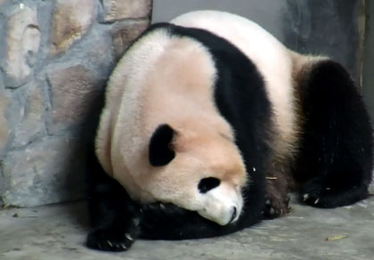 Pandas au Zoo de Chengdu