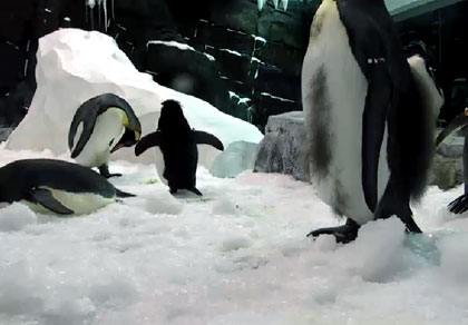 Pinguins à Sea World