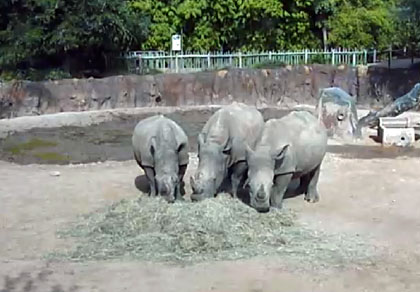 Rhinocéros au Zoo de Houston