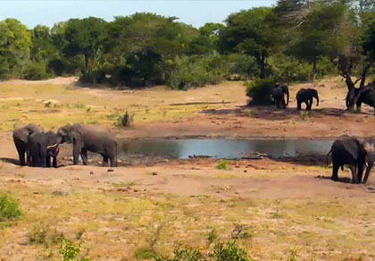 Tembe Elephant Park en Afrique du Sud