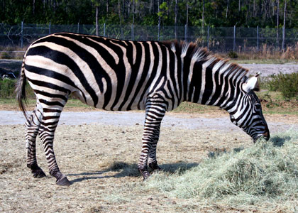 Webcams Zoos et parcs animaliers
